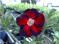 f34ce37f-ADENIUM 3.jpg